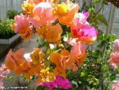 I fiori domestici Fiore Di Carta gli arbusti, Bougainvillea arancione