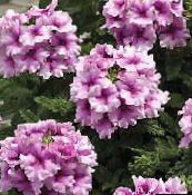 Pote flores Verbena planta herbácea, Verbena Hybrida lilás