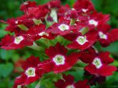 Pokojové květiny Verbeny bylinné, Verbena Hybrida vinný