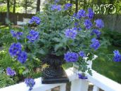 Topfblumen Eisenkraut grasig, Verbena Hybrida blau