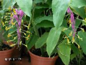 Flores de salón Dama Bailando herbáceas, Globba-winitii lila