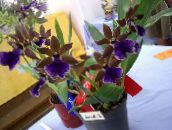 Zygopetalum Örtväxter (blå)