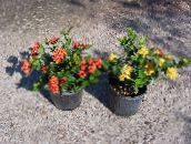 des fleurs en pot Pot Cassé, Prince D'orange des arbustes, Ixora jaune