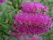 Интериорни цветове Bottlebrush храсти, Callistemon люляк