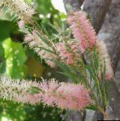 Bottlebrush Arbust (roz)
