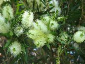 Pote flores Bottlebrush arbusto, Callistemon branco