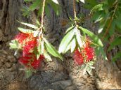 Unutarnja Cvjetovi Bottlebrush grmovi, Callistemon crvena
