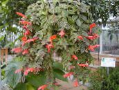 Flores de salón Columnea, Planta Fuego Nórdico, Vid Peces De Colores colgantes rojo