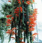 Flores de salón Columnea, Planta Fuego Nórdico, Vid Peces De Colores colgantes rojo