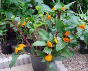 Pot Virágok Tüzes Costus lágyszárú növény narancs