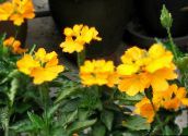 Saksı çiçekleri Fişek Çiçek çalı, Crossandra sarı