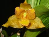 Lycaste Herbaceous Plant (yellow)