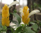 Жълто Скариди Растение, Златна Скариди Растение, Близалка За Растителна