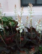 Pote flores Jewel Orchid planta herbácea, Ludisia branco