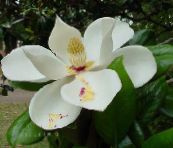 Unutarnja Cvjetovi Magnolija drveta, Magnolia bijela