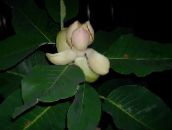 Kvetinové Kvety Magnólie drevá, Magnolia biely