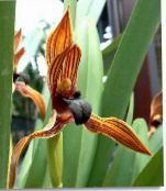 Кокос Пита Орхидеја