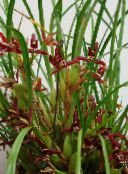 Saksı çiçekleri Hindistan Cevizi Pasta Orkide otsu bir bitkidir, Maxillaria koyu kırmızı