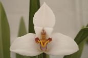 Pot Blomster Kokos Pie Orkide urteaktig plante, Maxillaria hvit