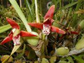 Pot Blomster Kokos Pie Orkide urteaktig plante, Maxillaria rød