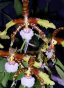 Kaplan Orkide, Vadi Orkide Zambak