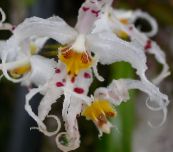 Sobne cvetje Tiger Orhideja, Šmarnice Orhideje travnate, Odontoglossum bela