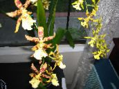 Unutarnja Cvjetovi Tigar Orhideja, Đurđevak Orhideje zeljasta biljka, Odontoglossum žuta