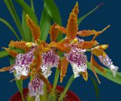 Unutarnja Cvjetovi Tigar Orhideja, Đurđevak Orhideje zeljasta biljka, Odontoglossum narančasta