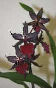 Pot Blomster Tiger Orkide, Liljekonvall Orkide urteaktig plante, Odontoglossum claret