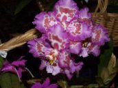 I fiori domestici Tiger Orchidea, Mughetto Orchidea erbacee, Odontoglossum lilla
