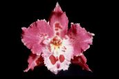 Tiger Orchid, Lily of the Valley Orchid Herbaceous Plant (pink)