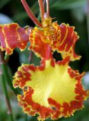 Kambarines gėles Šokiai Panele Orchidėja, Cedros Bičių, Leopardas Orchidėja žolinis augalas, Oncidium oranžinis