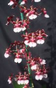Podu Ziedi Deju Lady Orhideja, Cedros Bišu, Leopards Orhideja zālaugu augs, Oncidium bordo