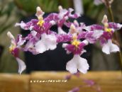 Flores de salón El Baile De La Señora De La Orquídea, Abeja Cedros, Orquídea Leopardo herbáceas, Oncidium lila