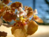 Pot Virágok Táncoló Hölgy Orchidea, Cedros Méh, Leopárd Orchidea lágyszárú növény, Oncidium barna