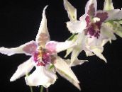 Kambarines gėles Šokiai Panele Orchidėja, Cedros Bičių, Leopardas Orchidėja žolinis augalas, Oncidium baltas