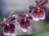 Flores de salón El Baile De La Señora De La Orquídea, Abeja Cedros, Orquídea Leopardo herbáceas, Oncidium púrpura
