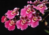 Podu Ziedi Deju Lady Orhideja, Cedros Bišu, Leopards Orhideja zālaugu augs, Oncidium sārts