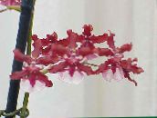 Kvetinové Kvety Tanec Lady Orchidea, Cedros Včela, Leopard Orchidea trávovitý, Oncidium červená