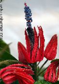 Pote flores Pavonia planta herbácea vermelho