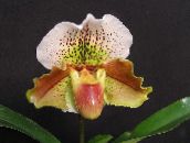 Затворене Цветови Слиппер Орхидеје травната, Paphiopedilum бровн
