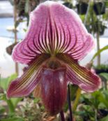 Slipper Orchids Herbaceous Plant (purple)