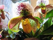 Pot Virágok Papucs Orchideák lágyszárú növény, Paphiopedilum sárga