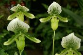 I fiori domestici Orchidee Pantofola erbacee, Paphiopedilum verde