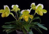 Pot Virágok Papucs Orchideák lágyszárú növény, Paphiopedilum sárga