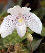 Pote flores Slipper Orchids planta herbácea, Paphiopedilum branco