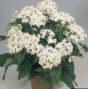 Flores de salón Pentas, Flor De La Estrella, Cúmulo De Estrellas herbáceas, Pentas lanceolata blanco