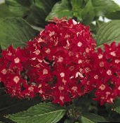 Kambarines gėles Pentas, Žvaigždutė Gėlė, Žvaigždžių Spiečius žolinis augalas, Pentas lanceolata raudonas