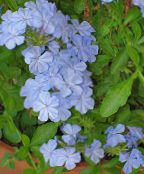 Unutarnja Cvjetovi Leadworts grmovi, Plumbago svijetlo plava