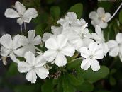 Pote flores Leadworts arbusto, Plumbago branco